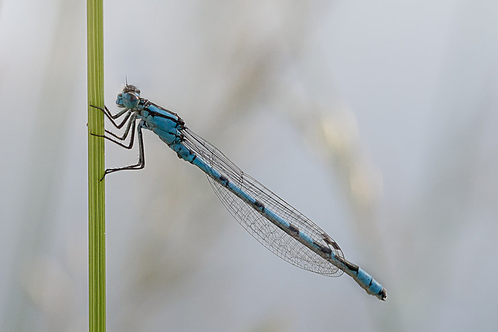 dragonfly, macro, enallagma, cyathigerum, cup bluet, males, nature