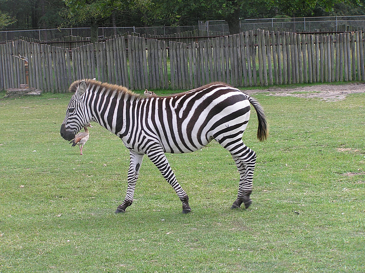 Zebra, herbe, faune, nature, animal, Safari