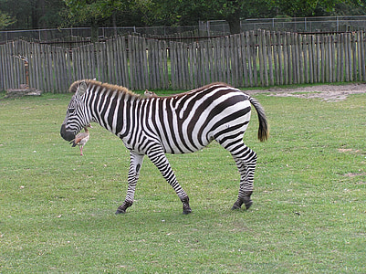 Zebra, rumput, satwa liar, alam, hewan, Safari