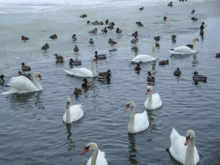labute, kačice, rybník, jazero, zimné, Waldviertel, Dolné Rakúsko