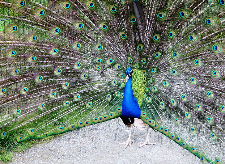 Peacock, Peacock pyörän, Beat rad, ylpeys, höyhenpeite, Balz, värikäs
