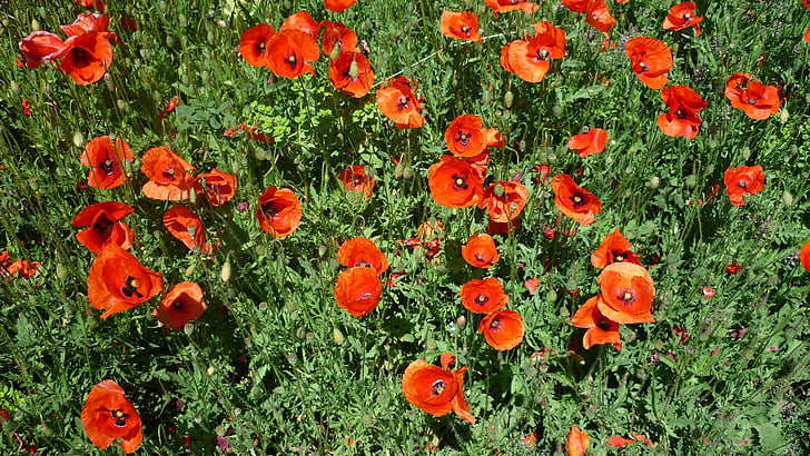 klatschmohn, bright red flowers, german plant, arable, summer, cornfield