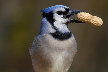 blue jay, eating, peanut, bird, jay, wildlife, avian