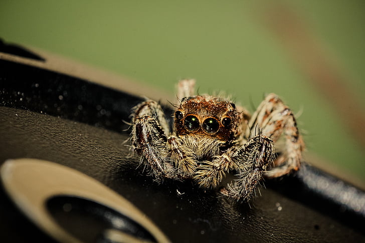 állat, Arachnid, közeli kép:, hátborzongató, veszély, félelem, szőrös