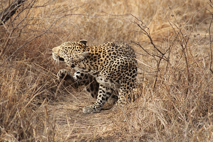 leopardo, Sudáfrica, Safari, gato, Kruger, África, animales de Safari