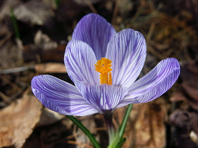 Crocus, primavera, flor, naturaleza, púrpura, floración, primavera