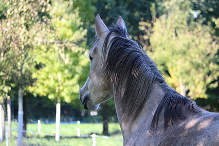 horse, horse head, mare, thoroughbred arabian, mold, animal, nostrils