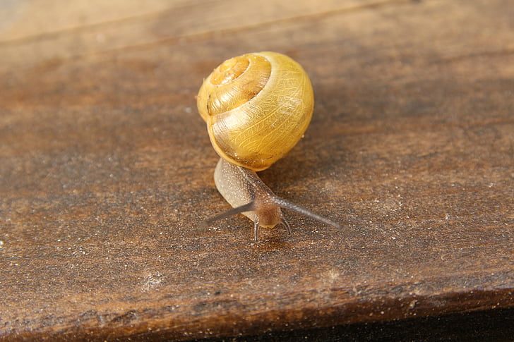 snail, macro, shell, slowly, animal, nature, slimy