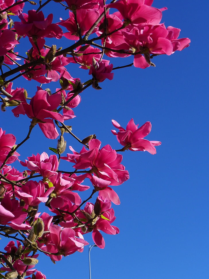 Magnolia, puu, punane puu, lill, loodus, roosa värv, filiaali