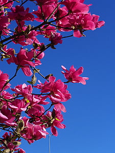Magnolia, drzewo, czerwony drzewo, kwiat, Natura, kolor różowy, Oddział