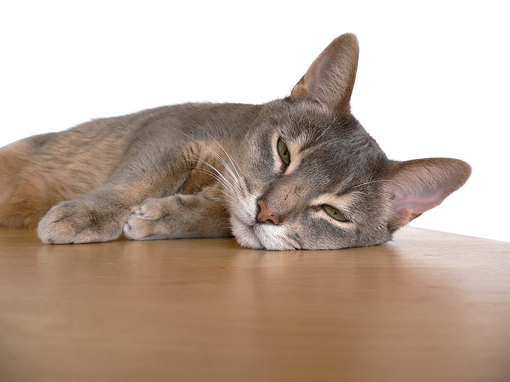 abyssinian cat, reclining, resting, kitty, cute, adorable, table
