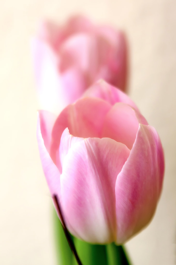tender, tulip, pink, macro, flowers, blossom, bloom