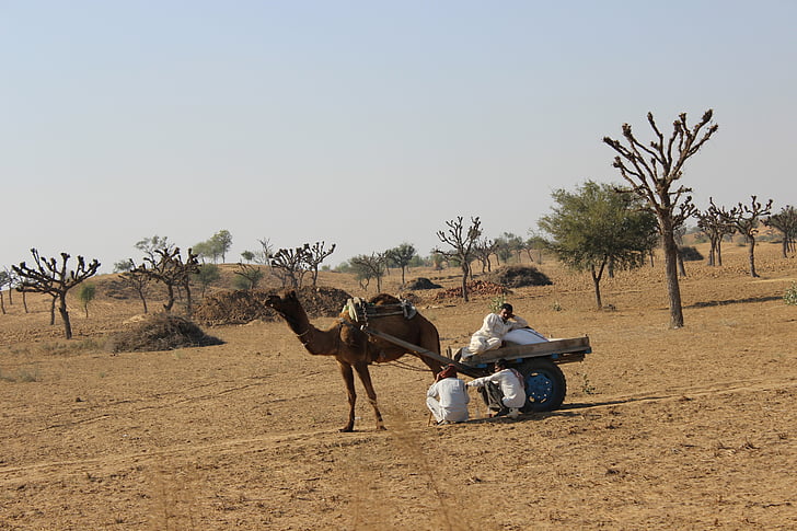 camelo, campo, animal, natureza, Turismo, Rajasthan, céu