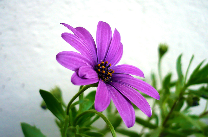 puķe, Deizija, purpurkrāsas ziediem, makro, zaļa, daba, dārza