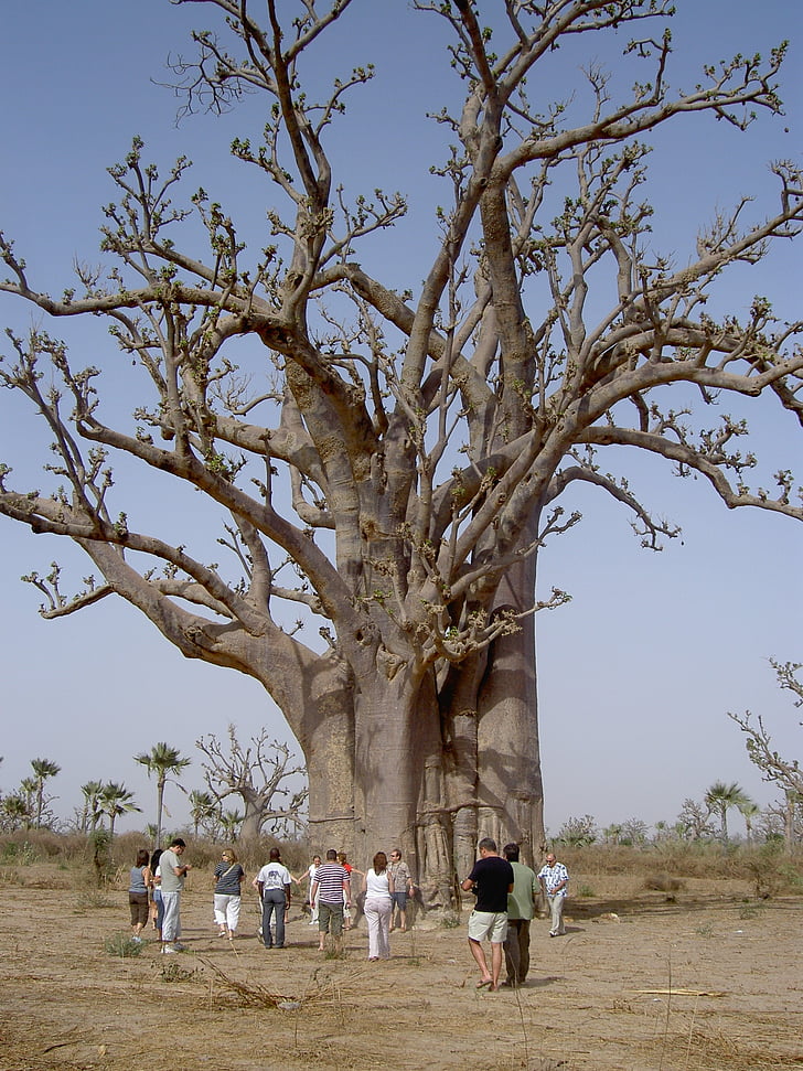 daba, Baobab, Senegāla, grupa, tūrisms, liels, tuksnesis