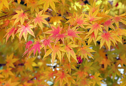 acero, foglie, foglie di autunno, autunno, giallo, foglia