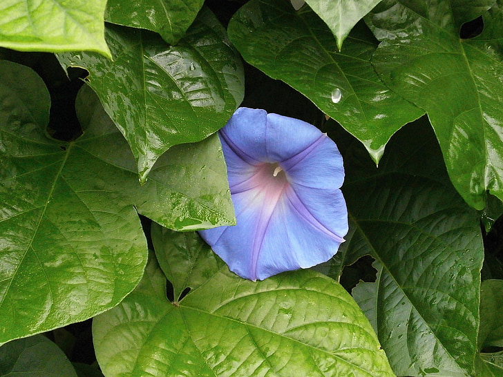 glória da manhã, flores azuis, chuva, natureza, folha, planta, Verão