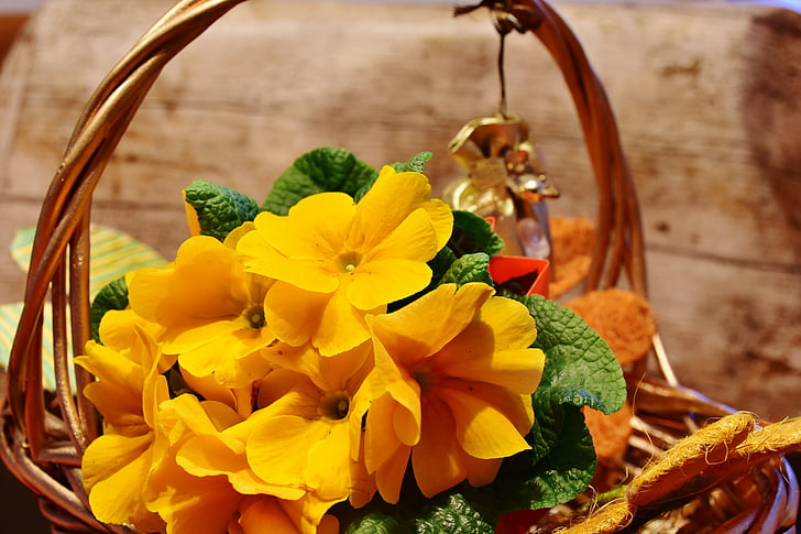 flor, Primrose, signos de la primavera, bloomer de principios, amarillo, Splash de color, primavera