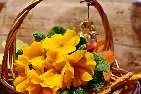 fiore, Primrose, segni di primavera, bloomer precoce, giallo, spruzzata di colore, primavera