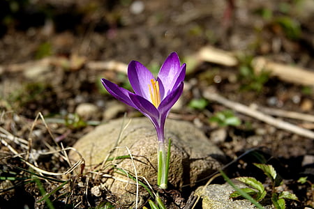 Крокус, декоративное растение, Природа, Крокус весной, Блоссом, Блум, фиолетовый