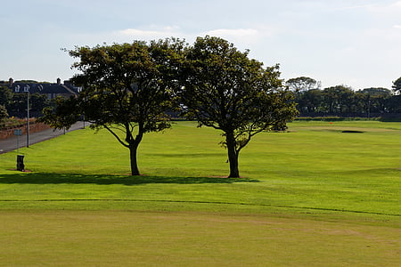 Golf, kurs, krajobraz, drzewa, trawa, dekoracje, zielony