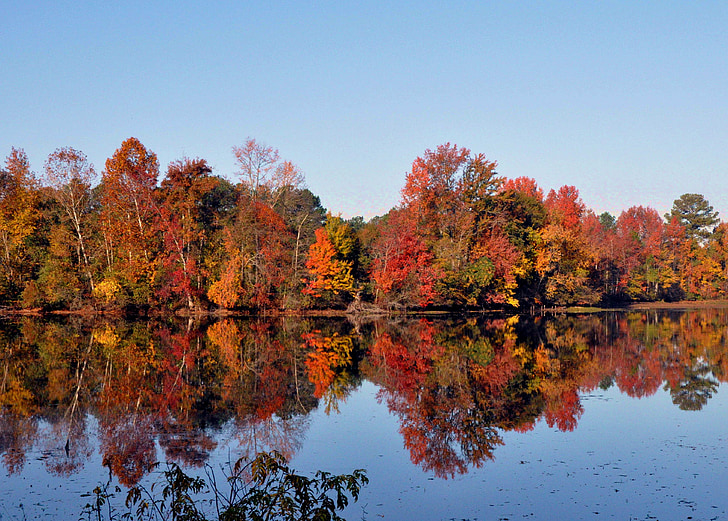 pond, fall, serene, lake, park, autumn, forest