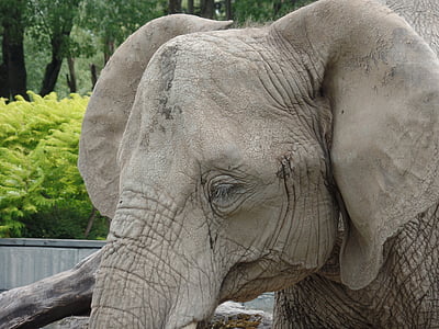 Słoń, ogród zoologiczny, Afryka, Majestic, Safari