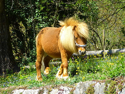 kôň, Pony, zviera, wuschelig, Mane, kožušiny, pekný