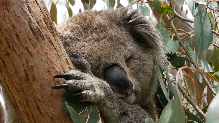 Koala, alvás, Ausztrália