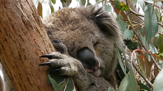 Koala, sömn, Australien