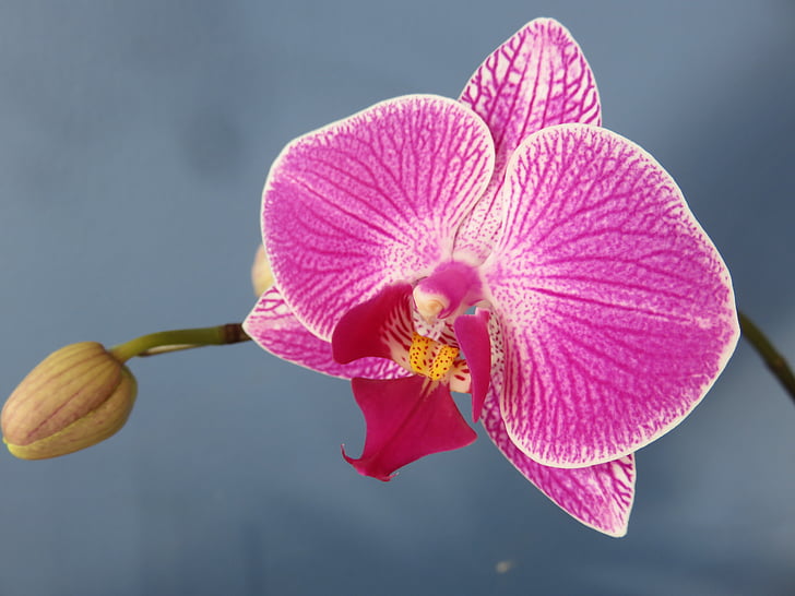 orquídia, Phalaenopsis, arna, flor, flor, flor, porpra