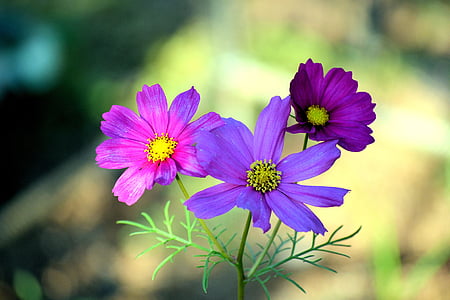 cosmea, flowers, nature, blue, colors, purple, pink