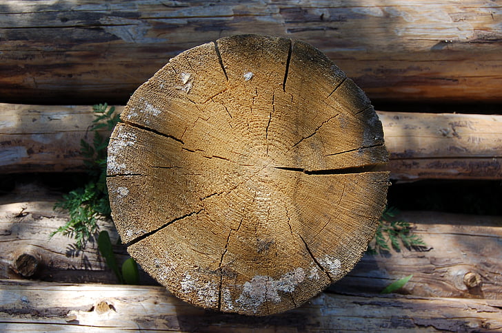 saw cut, tree, old tree, felling, trees, balance beam