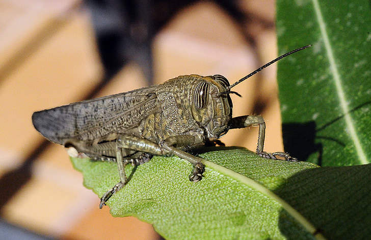 grasshopper, insect, macro, eye, nature, animals