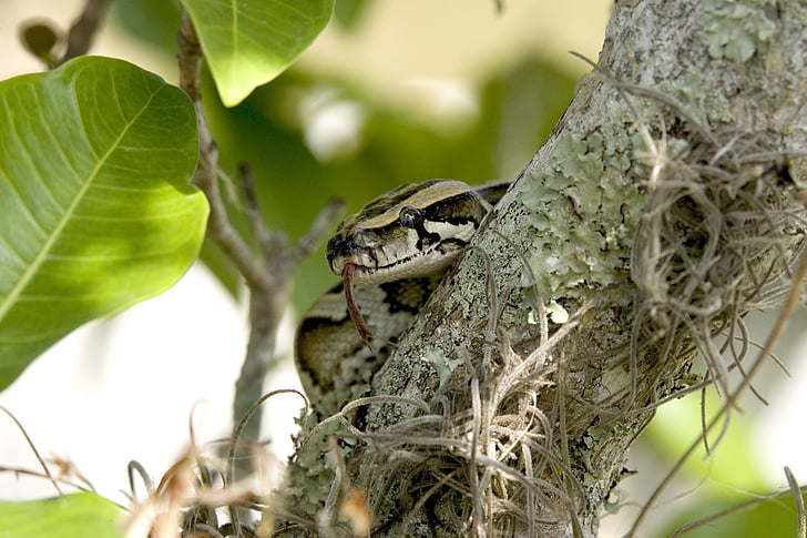 Python, čūska, Birmas, koks, savijās, savvaļas dzīvnieki, Everglades