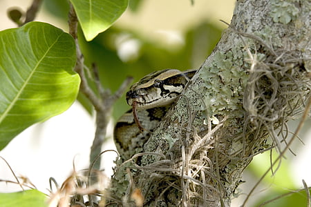 Python, cobra, birmanês, árvore, bobinado, vida selvagem, Everglades