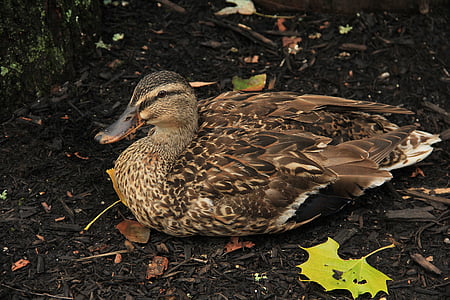duck, brown, fowl, bird, beak, wildlife, waterfowl