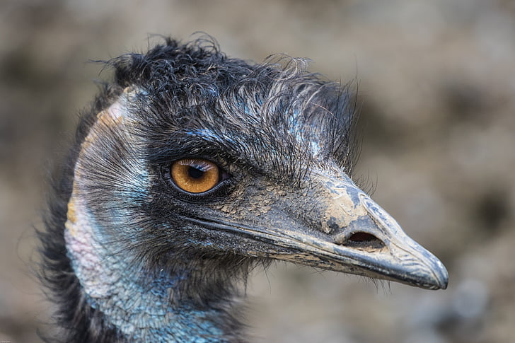 emu, flightless bird, large emu, close, animal, bill, head