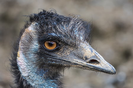 emu, นกขมุกขมัว, emu ขนาดใหญ่, ปิด, สัตว์, เรียกเก็บเงิน, หัว