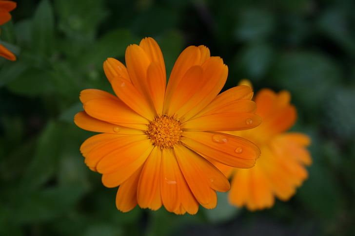 marigold, blossom, bloom, orange, green, calendula, flower