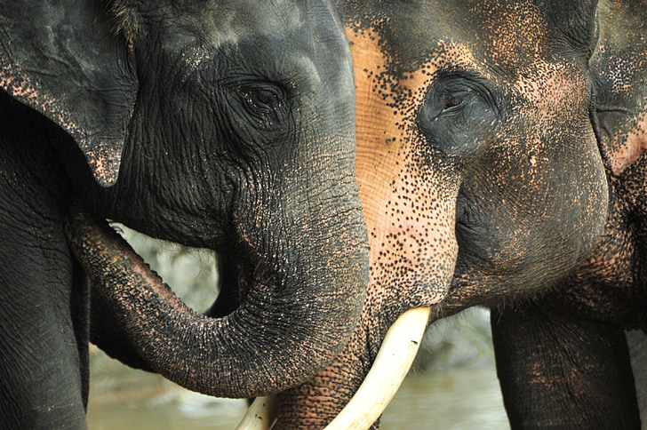 ελέφαντας, κορμοί, Ταϊλάνδη, φύση, άγρια φύση, ζώο, Τουσκ