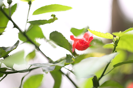 花, 红色, 春天, 植物, 自然, 成长, 户外