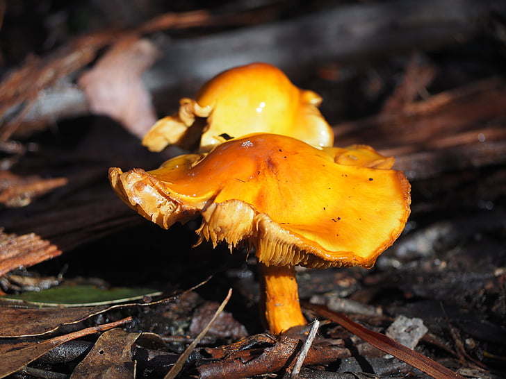 toadstool, mushroom, orange, bush