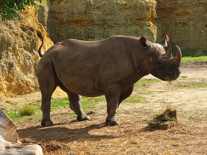 rhinocéros, rhinocéros noir, l’Afrique