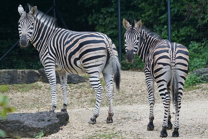 Zebra, África, preto e branco, vida selvagem, mamífero, listrado, animal