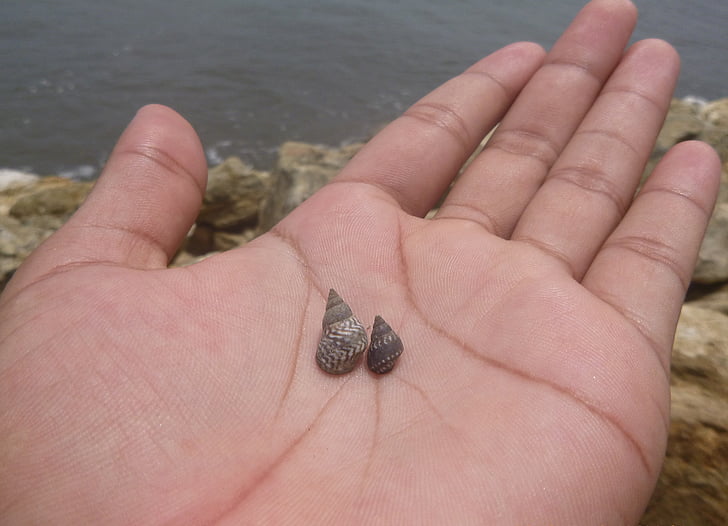 hand, snail, beach, sea, snails, small, sand