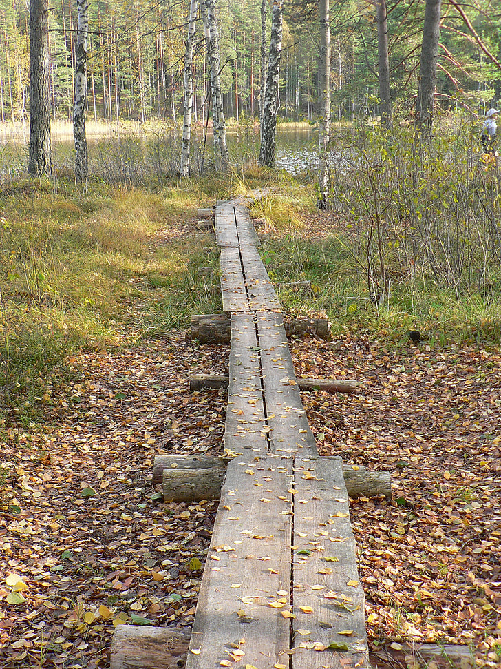hutan, duckboards, jalan, Kolam, alam, rawa, Finlandia