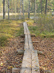 Les, chodníků, cesta, rybník, Příroda, bažina, Finština