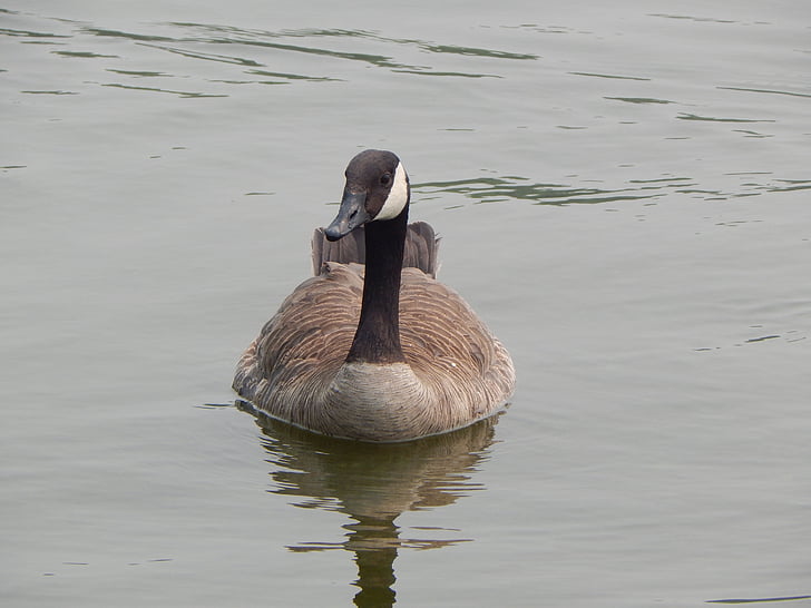 Canada goose, vodní ptactvo, Příroda, voda, jezero, zvíře, volně žijící zvířata