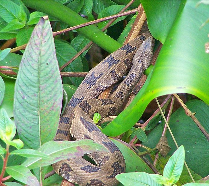 serpiente, naturaleza, verde, flora y fauna, Close-up, Viper, bloque de contactos
